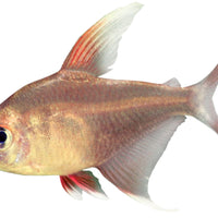 the-fish-farm Tetra White Fin Ornate 3cm White Fin Ornate 3cm - The Fish Farm