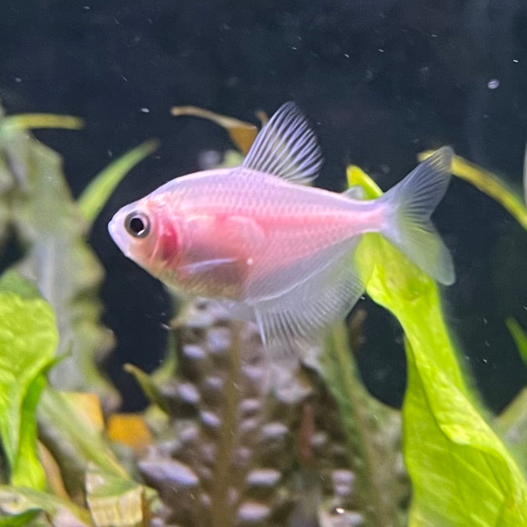 the-fish-farm Tetra White Widow Tetra (2.5-3cm) White Widow Tetra - The Fish Farm