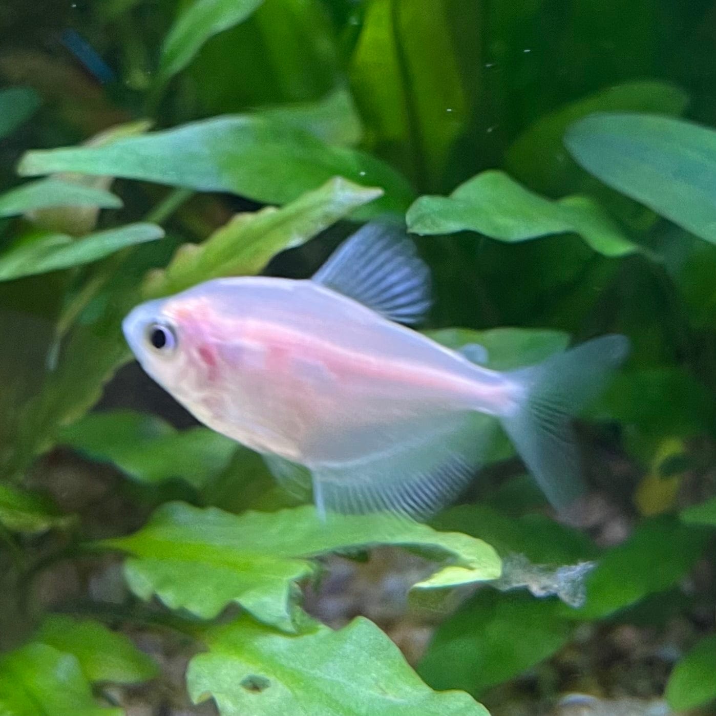 the-fish-farm Tetra White Widow Tetra (2.5-3cm) White Widow Tetra - The Fish Farm