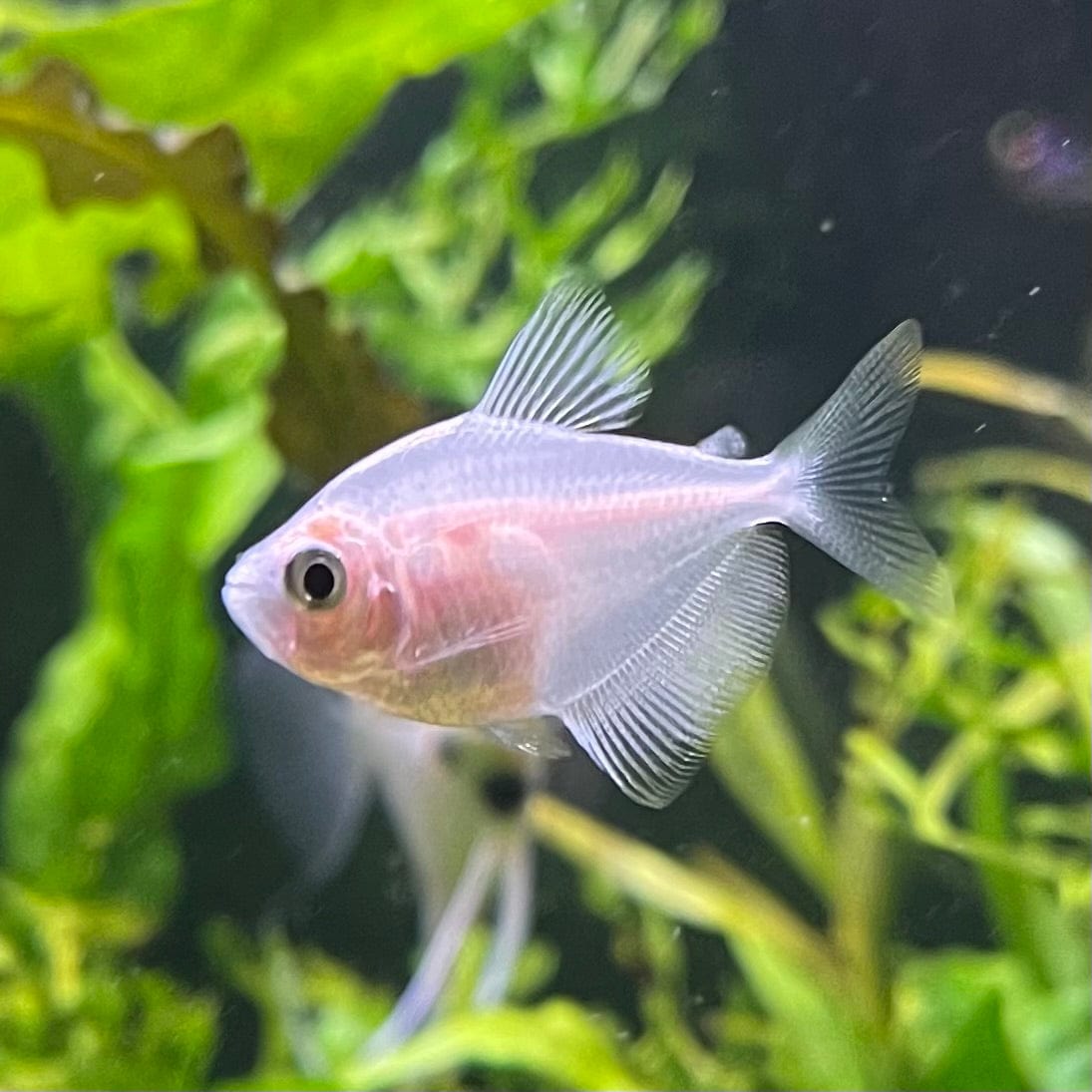 the-fish-farm Tetra White Widow Tetra (2.5-3cm) White Widow Tetra - The Fish Farm