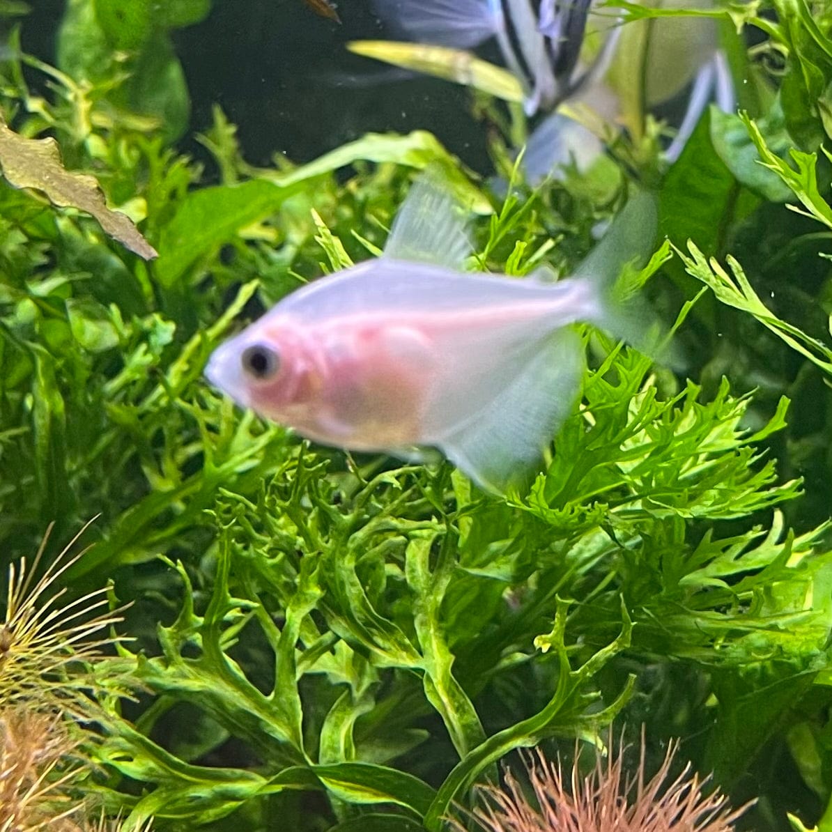 the-fish-farm Tetra White Widow Tetra (2.5-3cm) White Widow Tetra - The Fish Farm