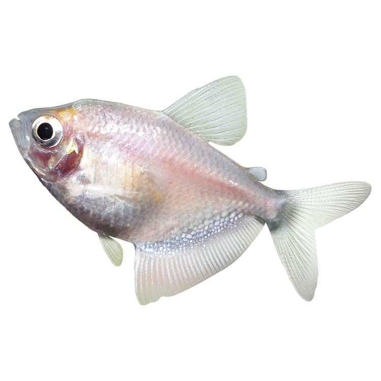 the-fish-farm Tetra White Widow Tetra White Widow Tetra - The Fish Farm