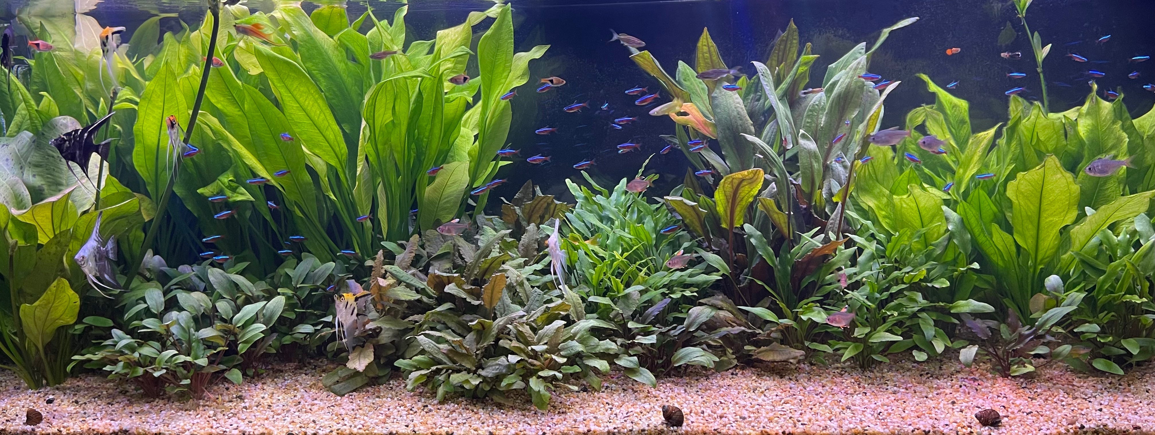 How do you safely ship Live Aquarium Fish?
