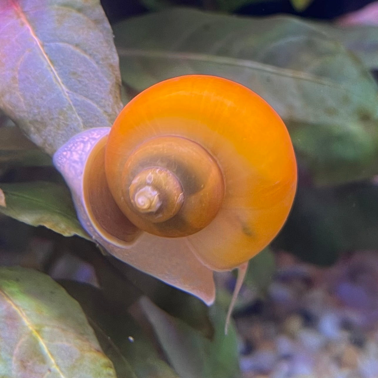 Step by step guide to introducing Snails to your Aquarium