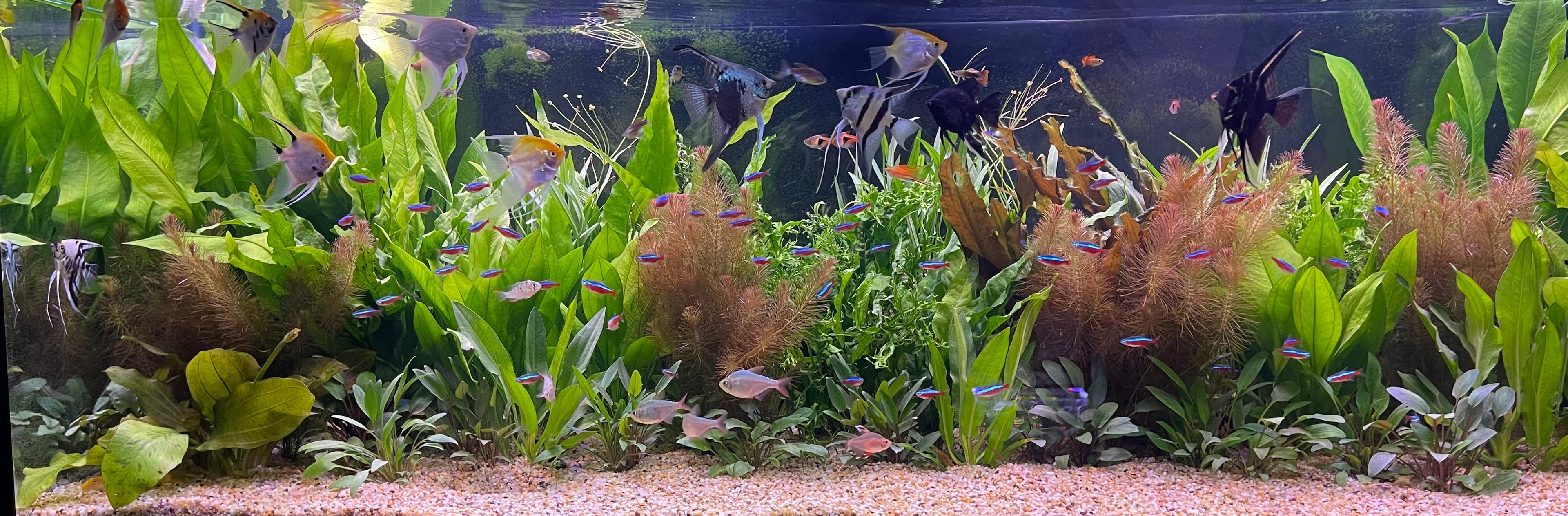 Collector's Fish