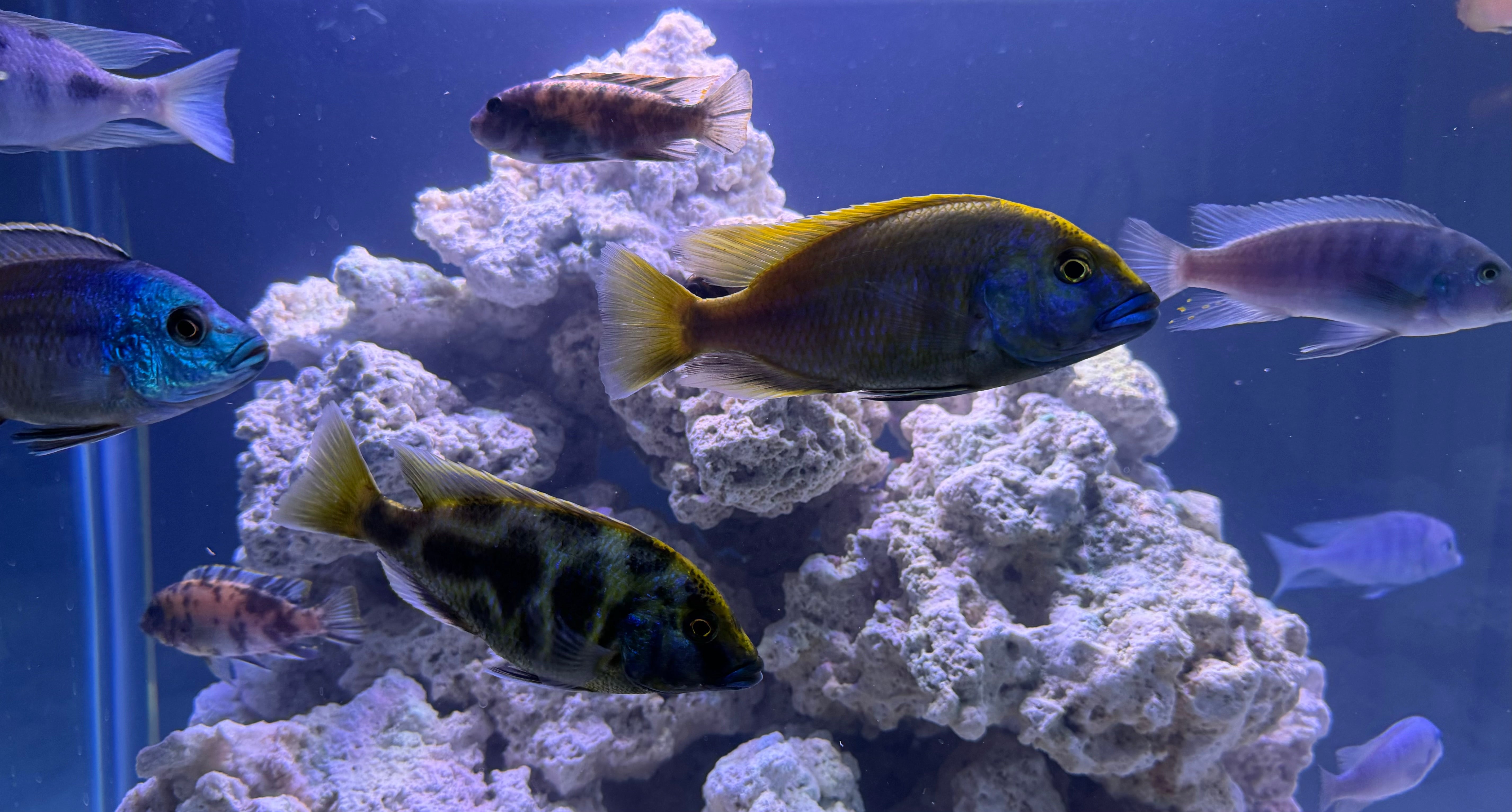 AFRICAN CICHLIDS