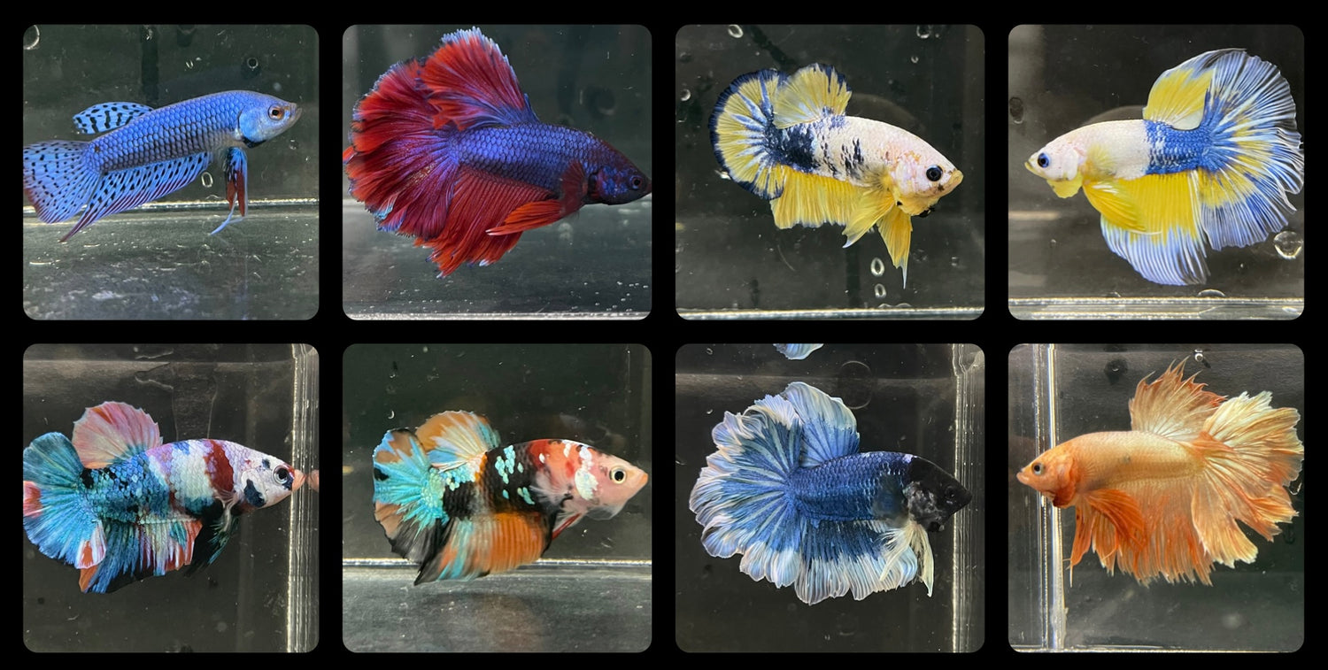 Premium Fancy Male Bettas