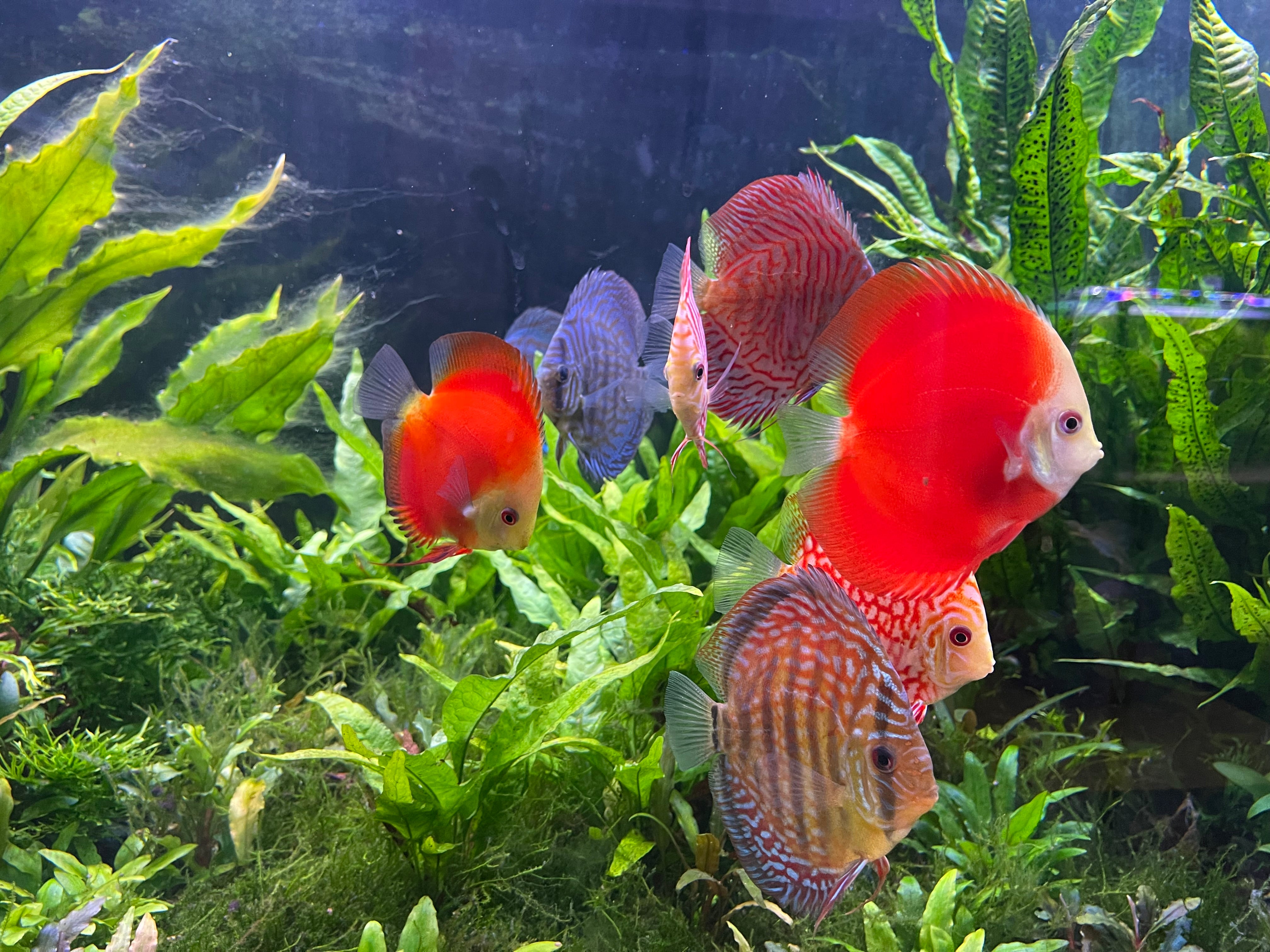 DISCUS – The Fish Farm