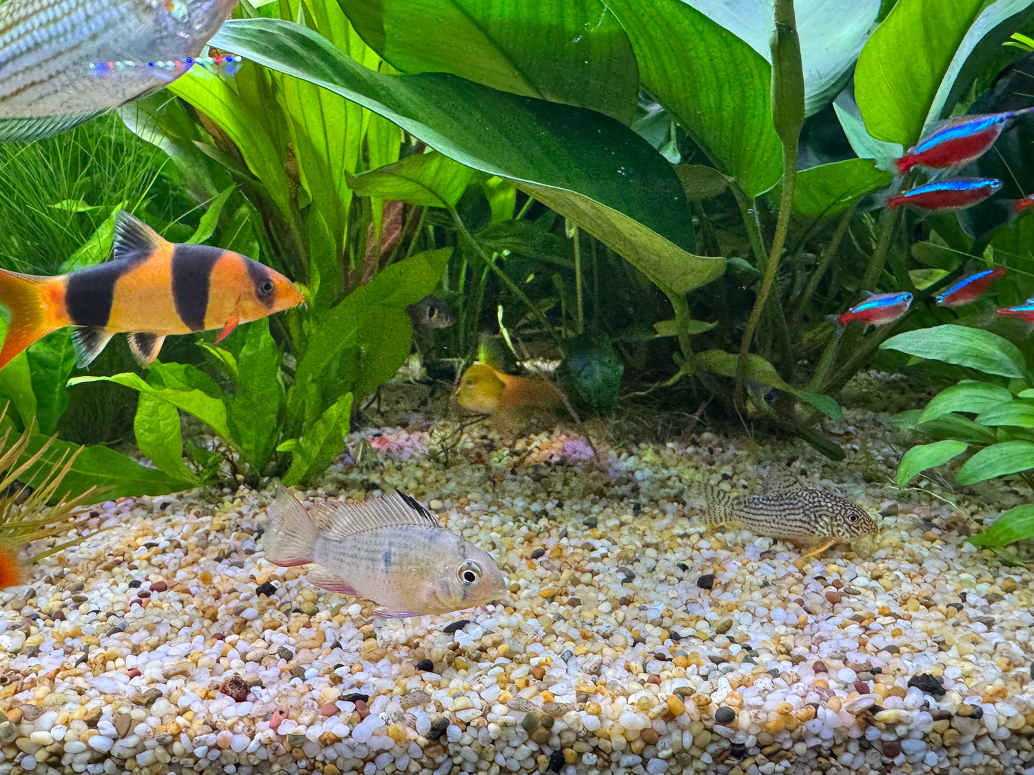 CATFISH, LOACHES & SHARKS