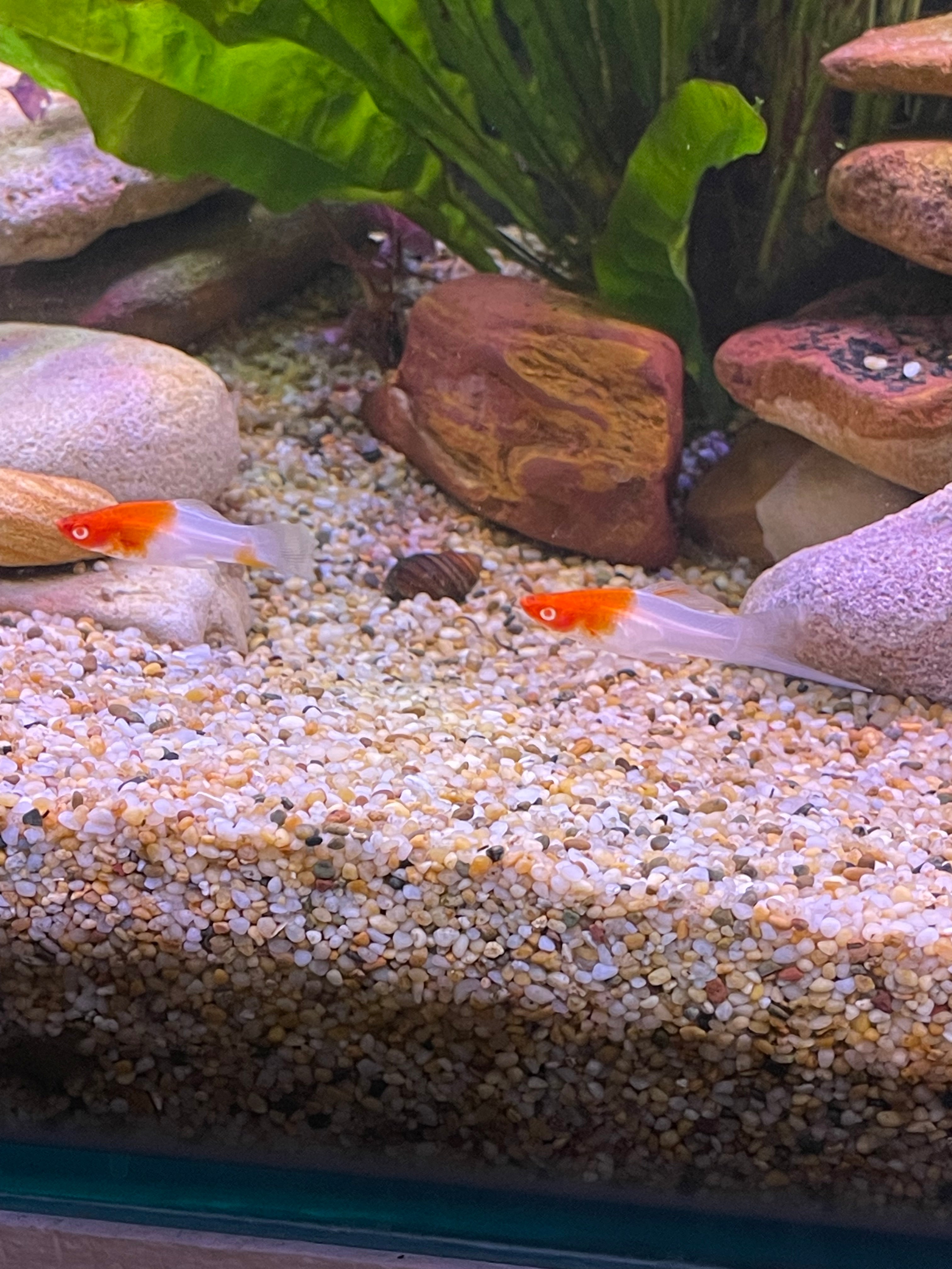 SWORDTAILS