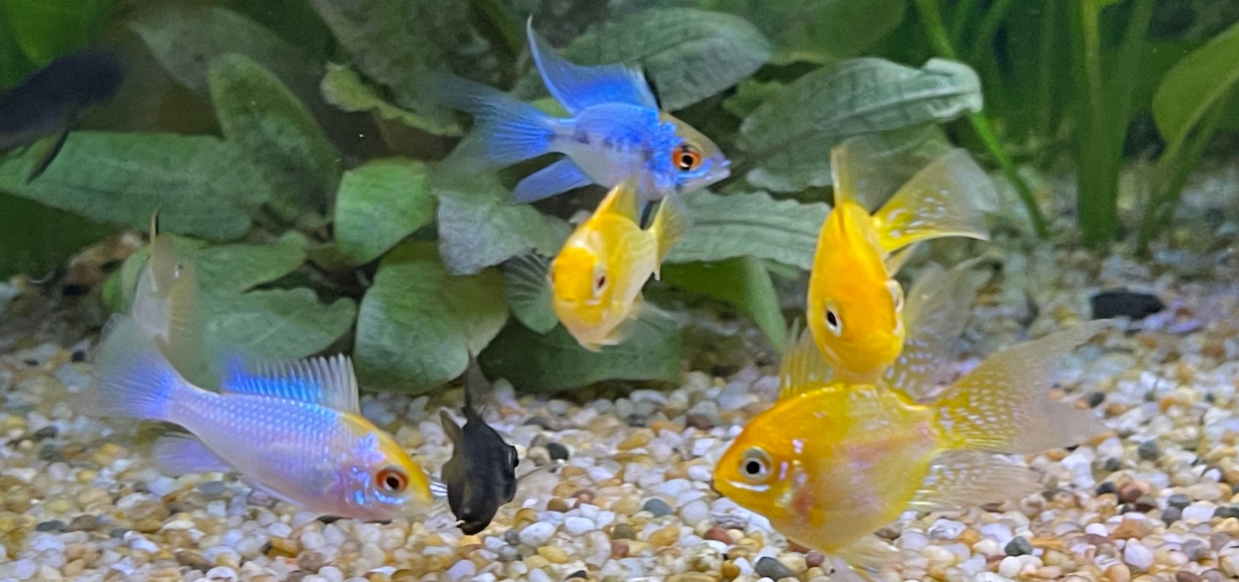 DWARF AMERICAN CICHLIDS