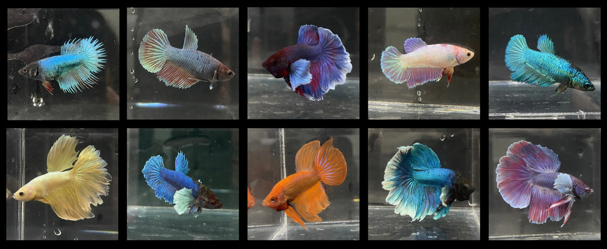 BETTA (Siamese Fighter Fish) - The Fish Farm