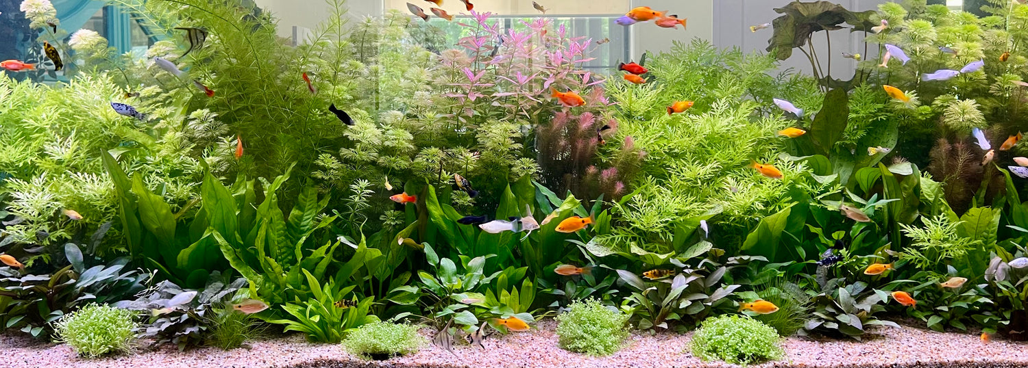 ALL THE FISH