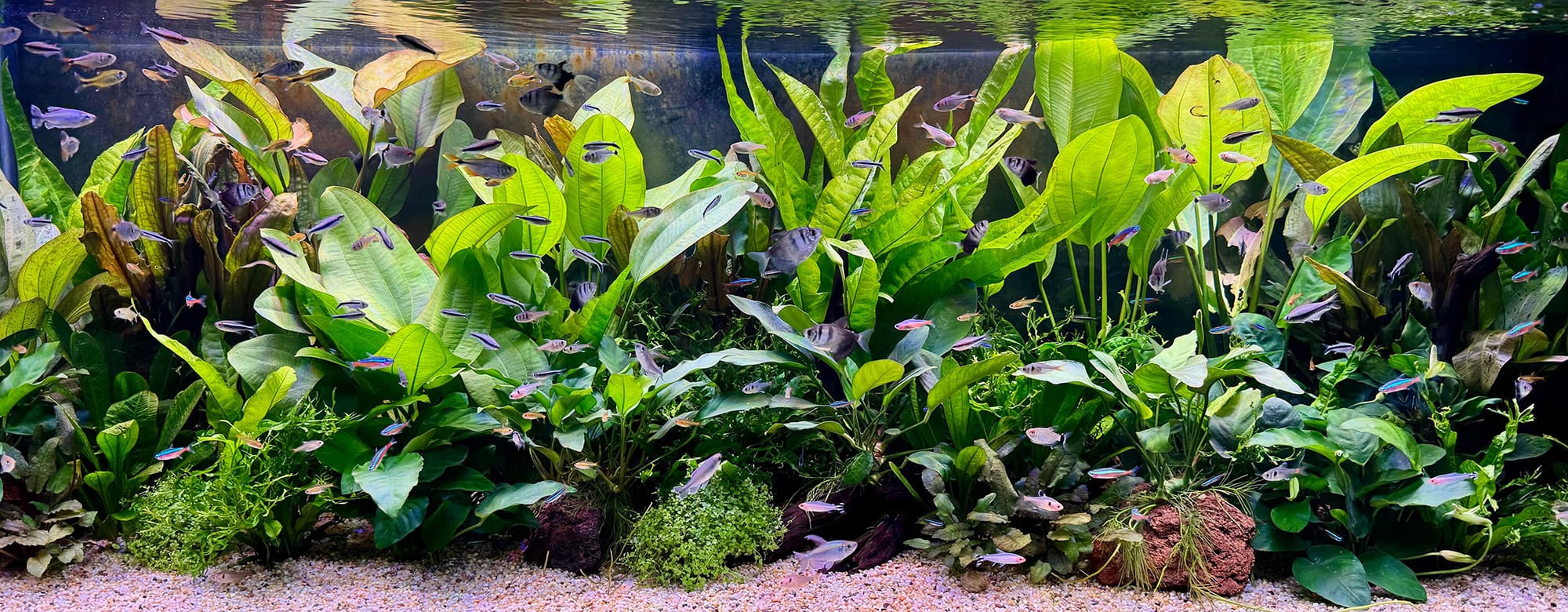 TETRAS & RASPBORAS