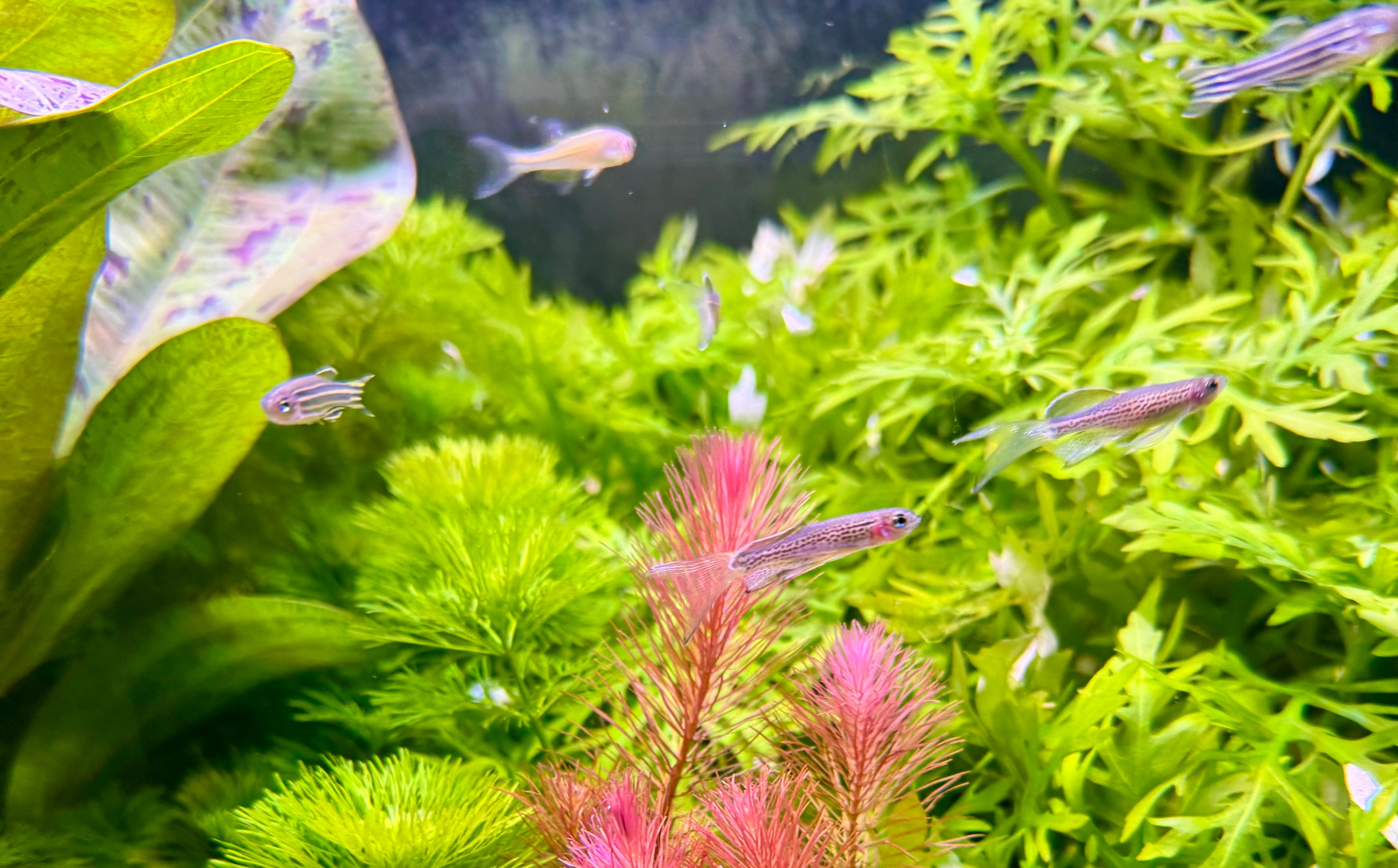 DANIO, MINNOW & MEDAKAS