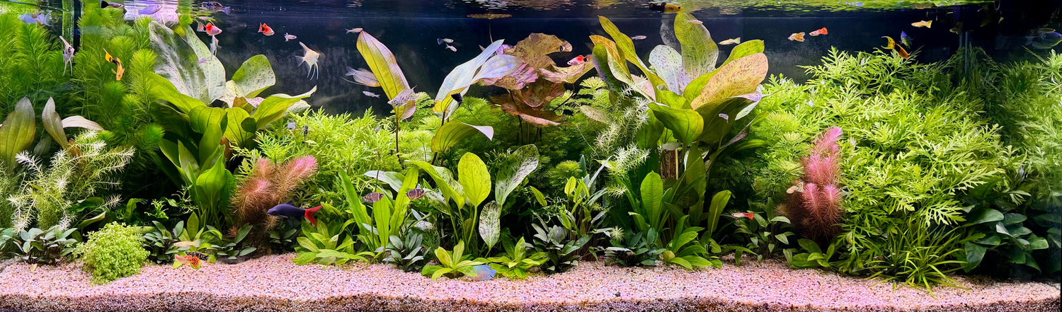 Featured Collection