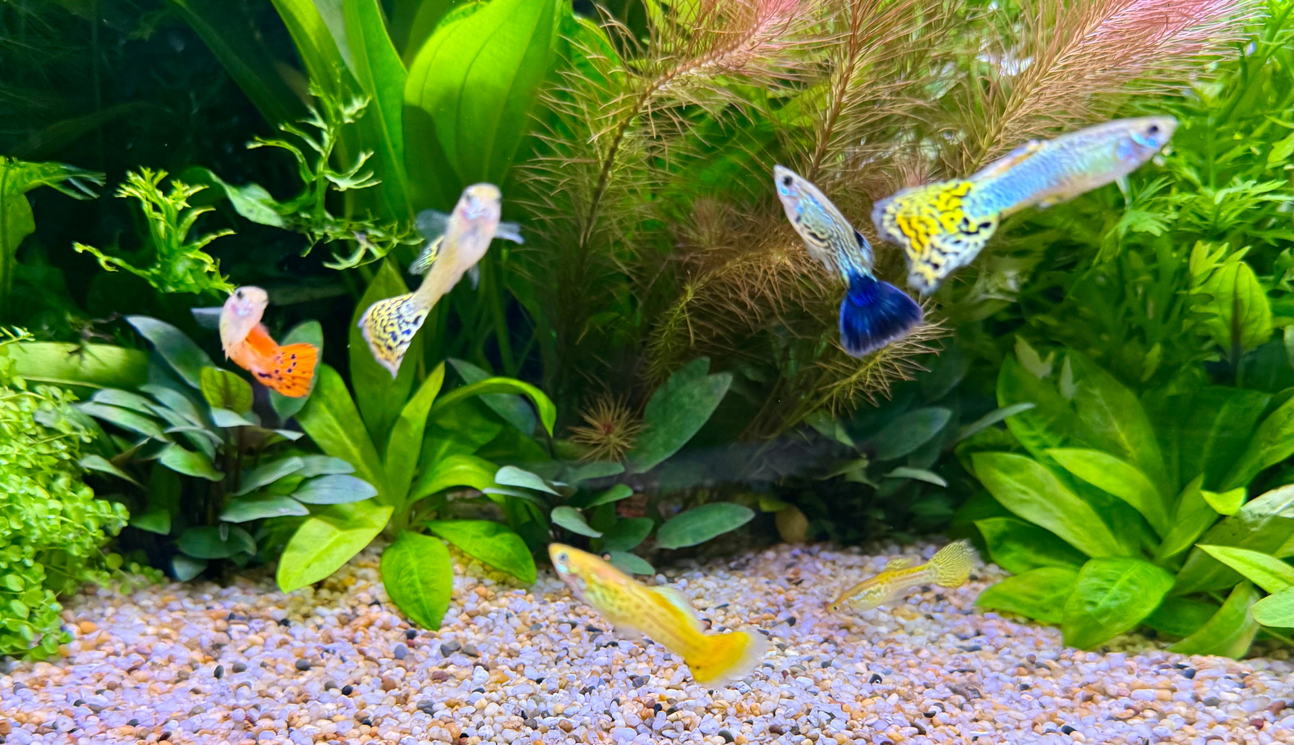 GUPPIES & ENDLERS