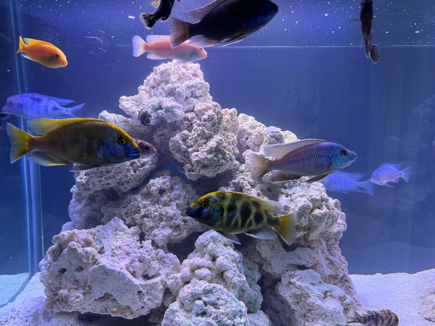CICHLIDS & OSCARS
