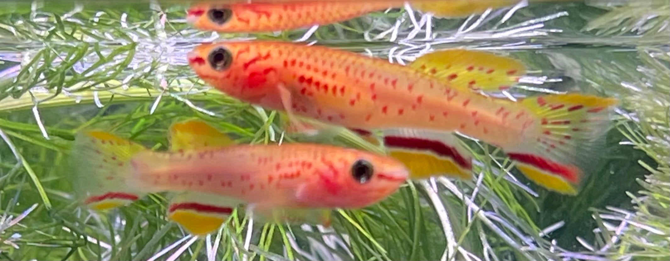 MISCELLANEOUS – The Fish Farm