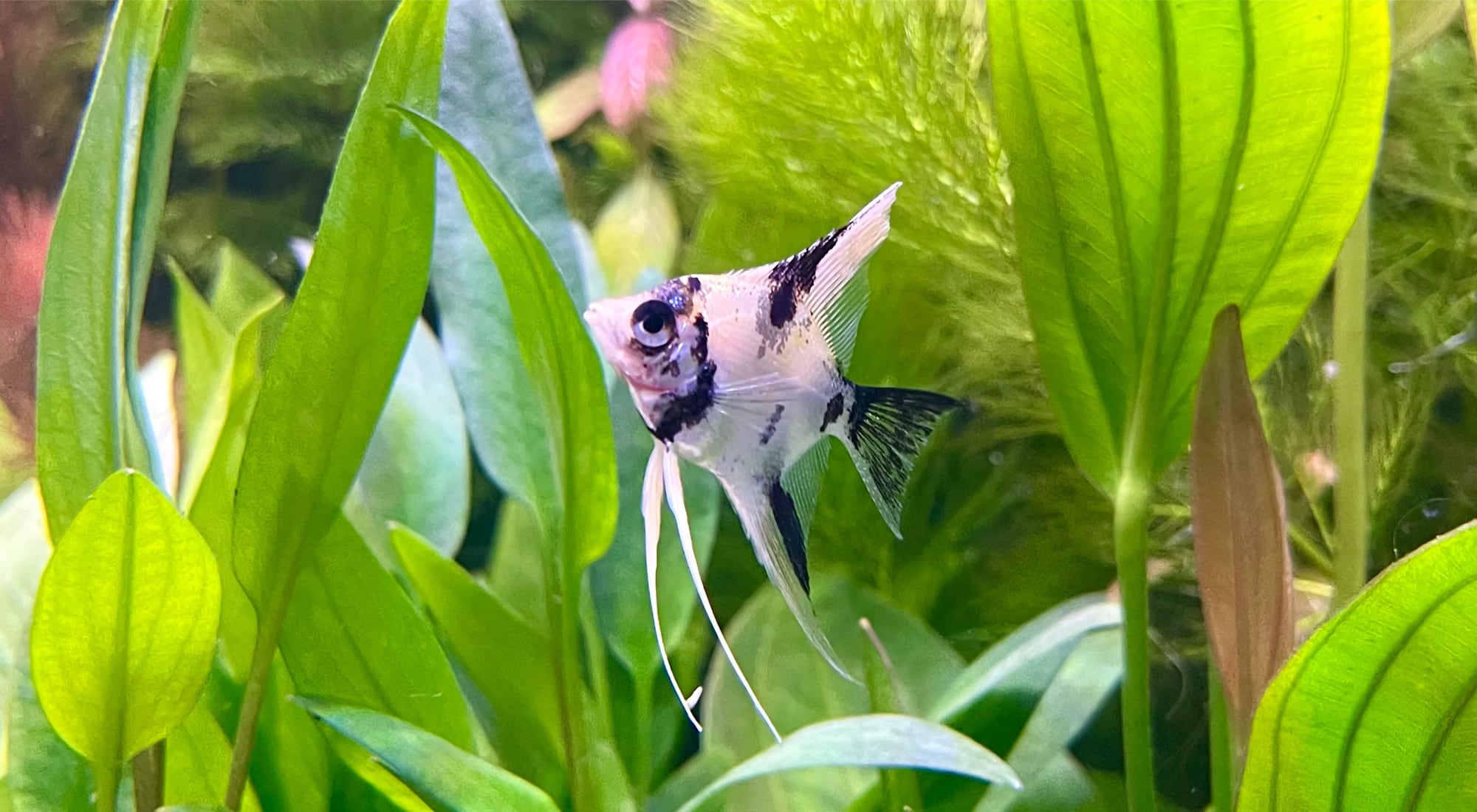 ANGEL FISH