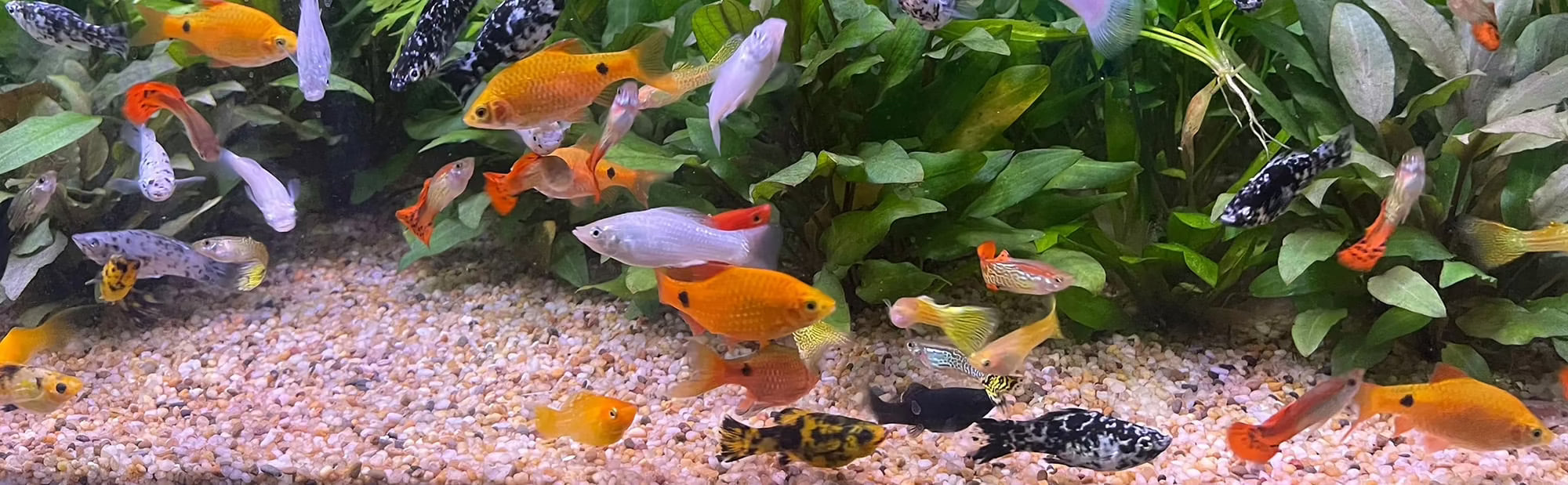 LIVEBEARERS