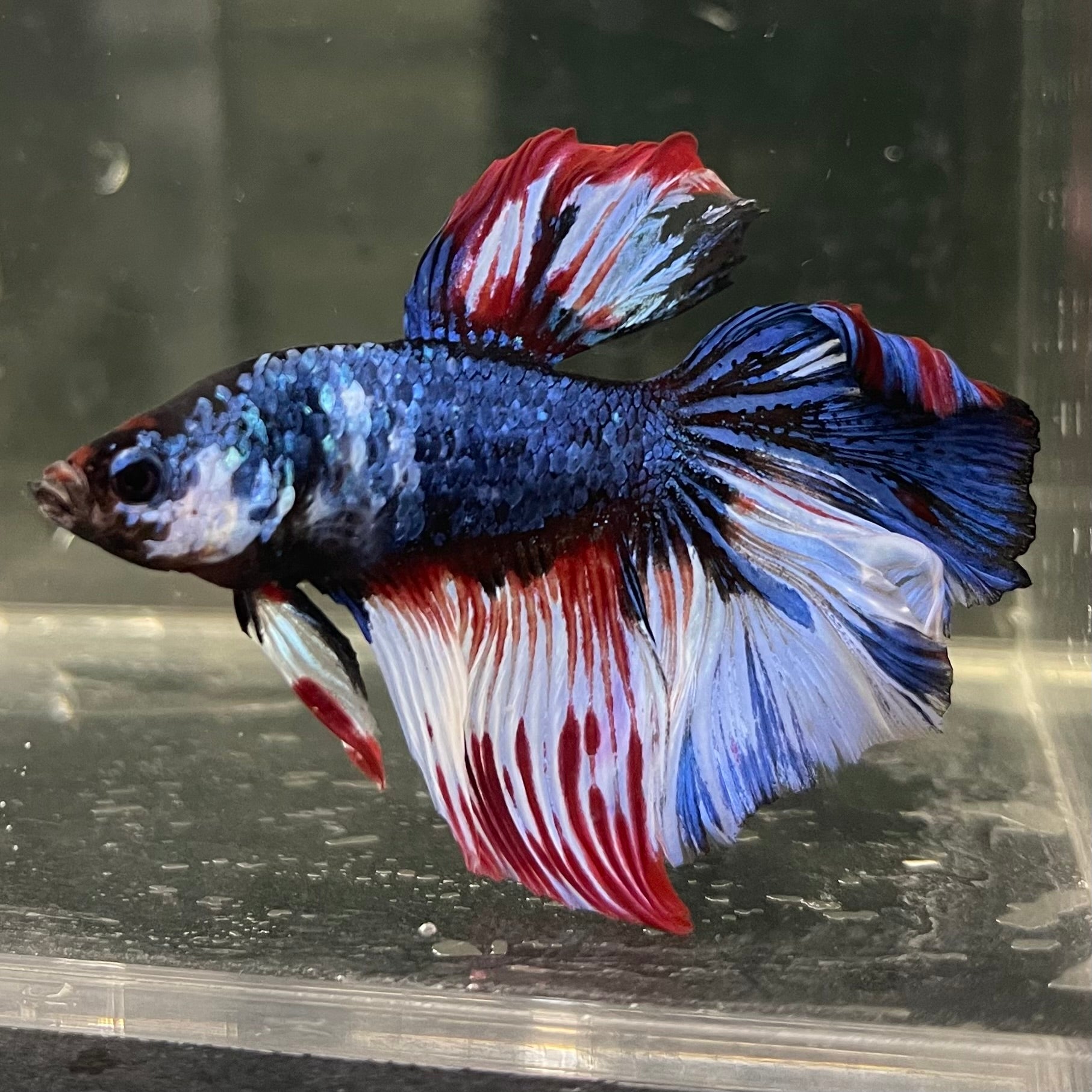 Male Betta - One Only - 2