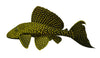 Plecostomus-Sailfin 5cm