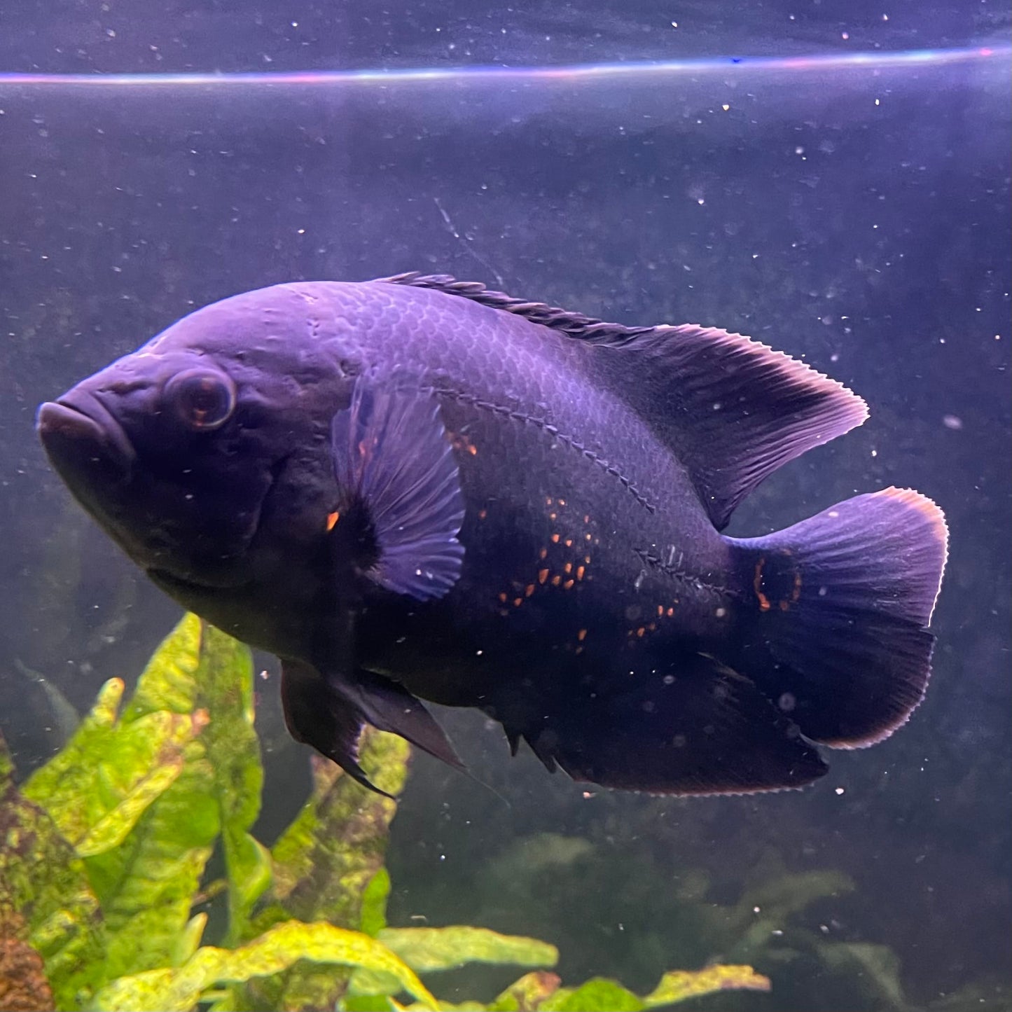 Large Tiger Oscar - Two only available - the fish in the photographs