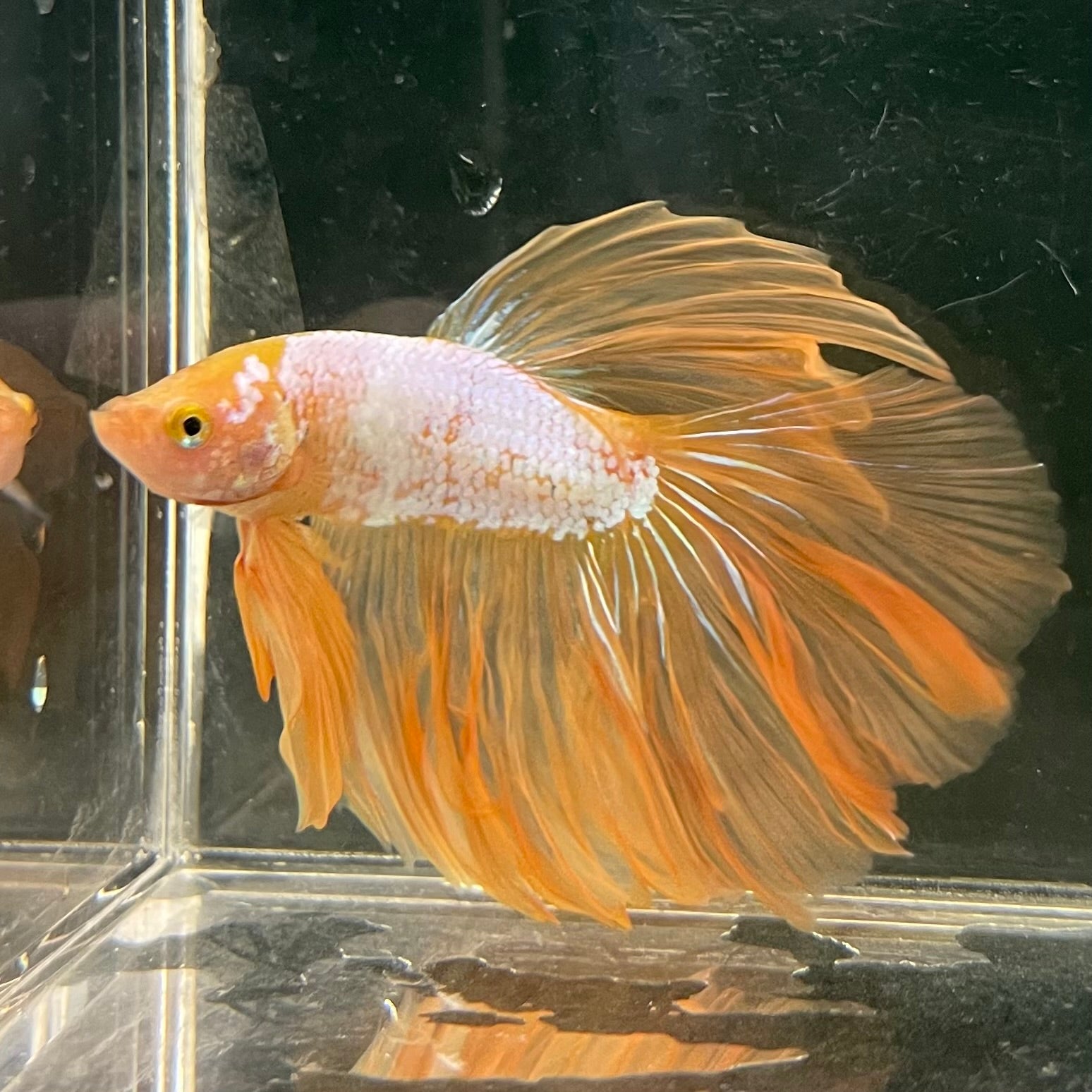 Male Betta - One Only - 16