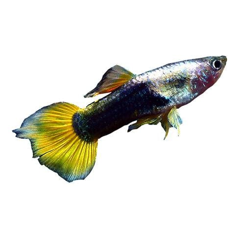 Bumble Bee Male Guppy 3cm