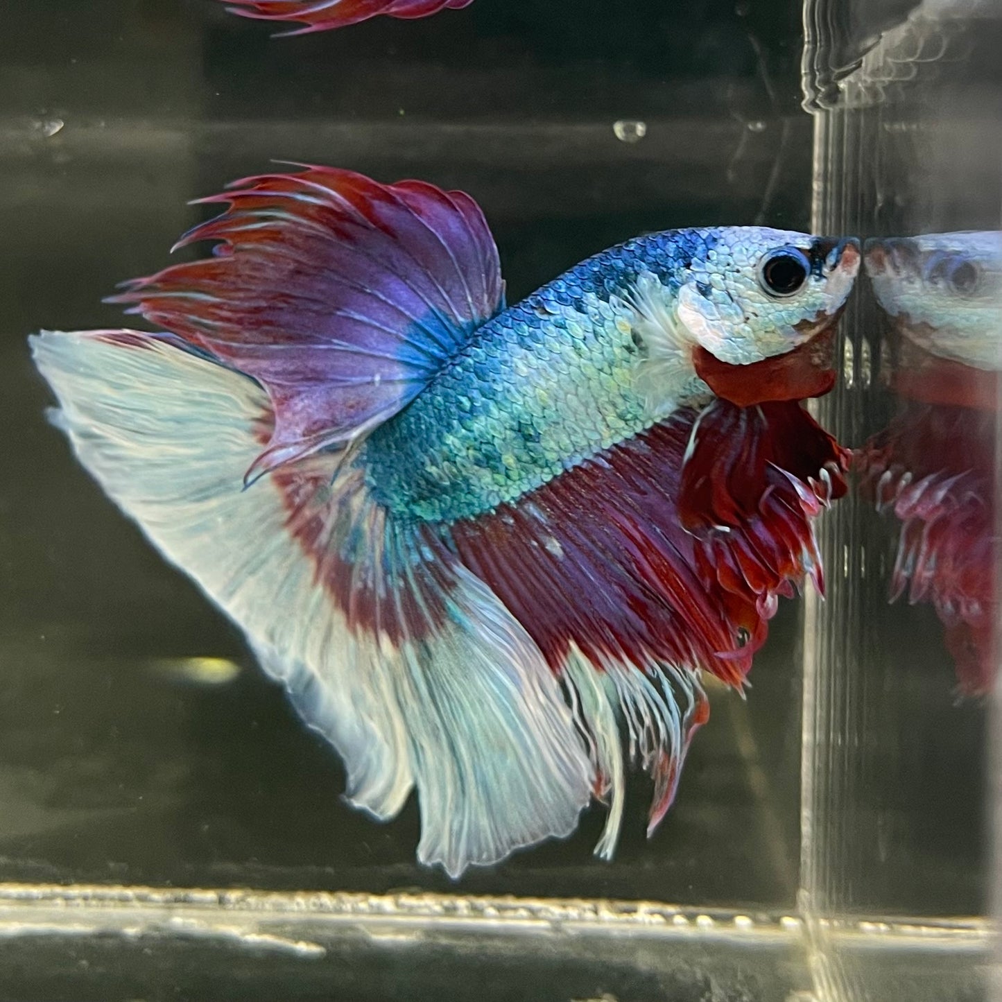 Male Betta - One Only - 13