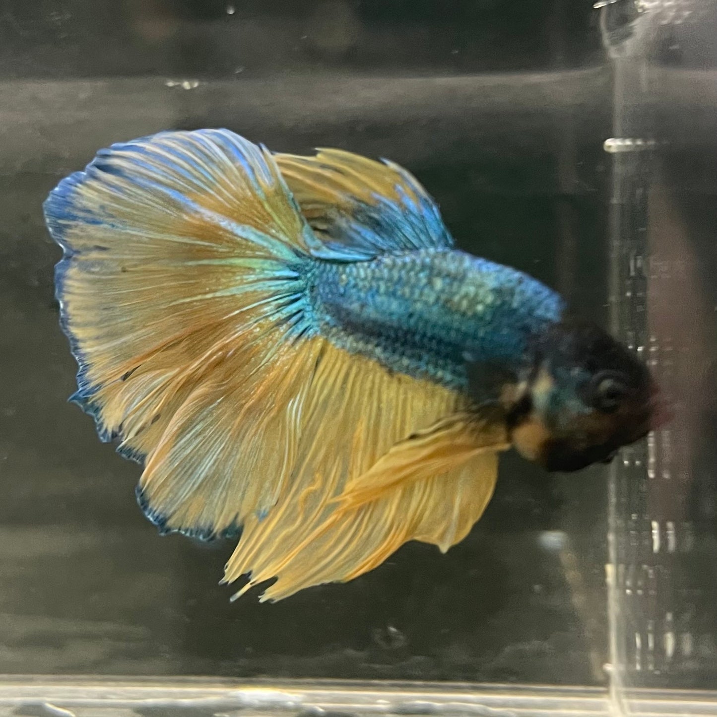 Male Betta - One Only - 11