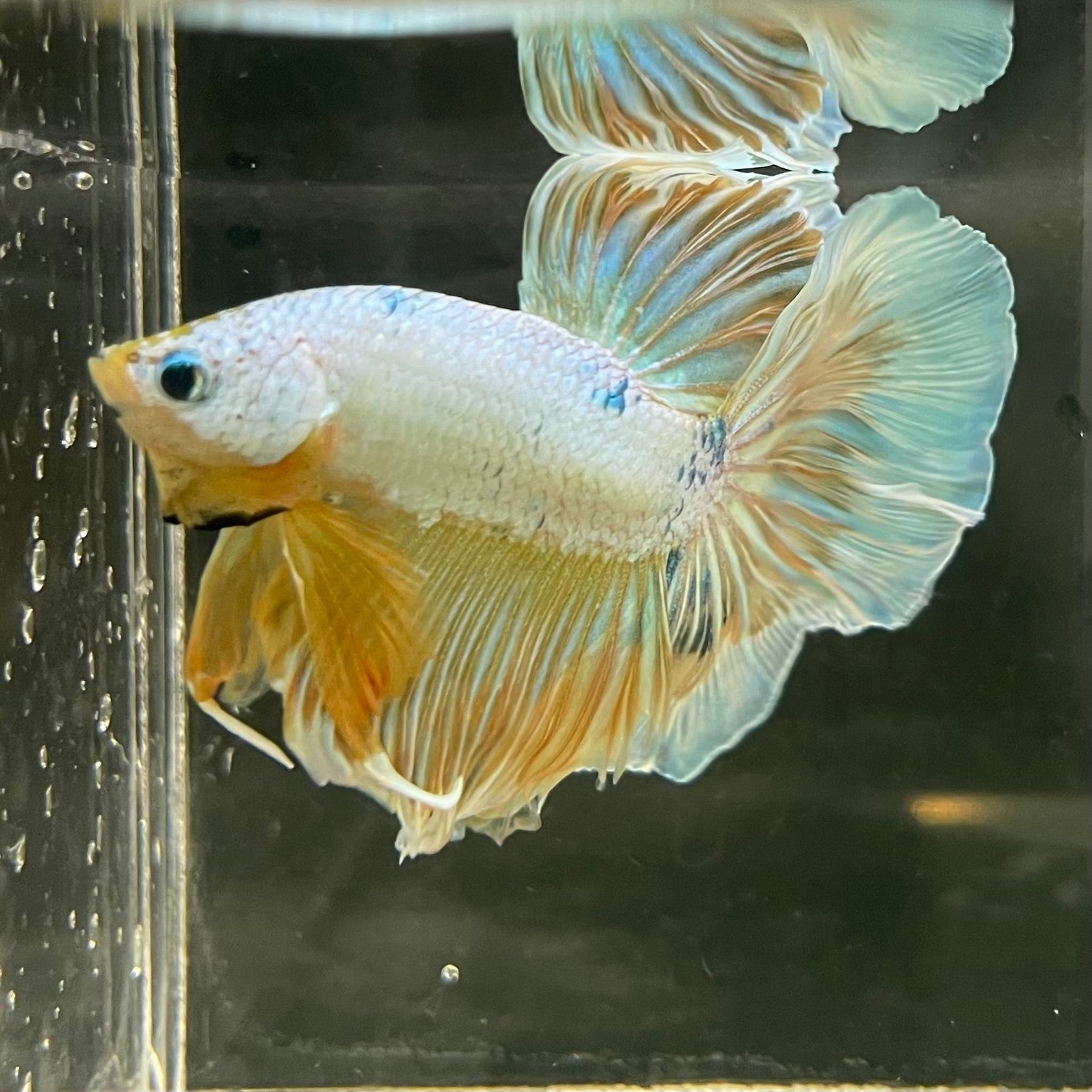 Male Betta - One Only - 14