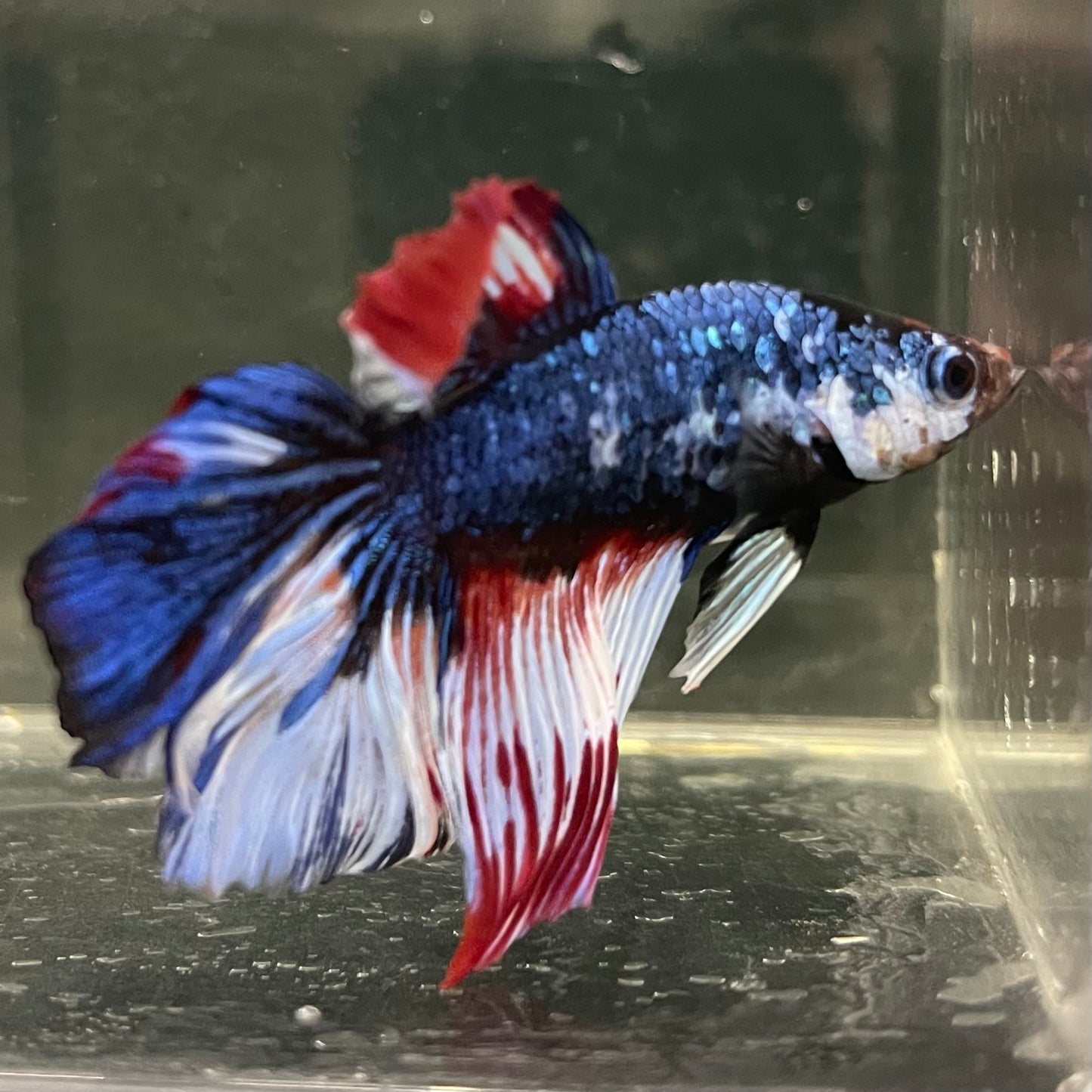 Male Betta - One Only - 2
