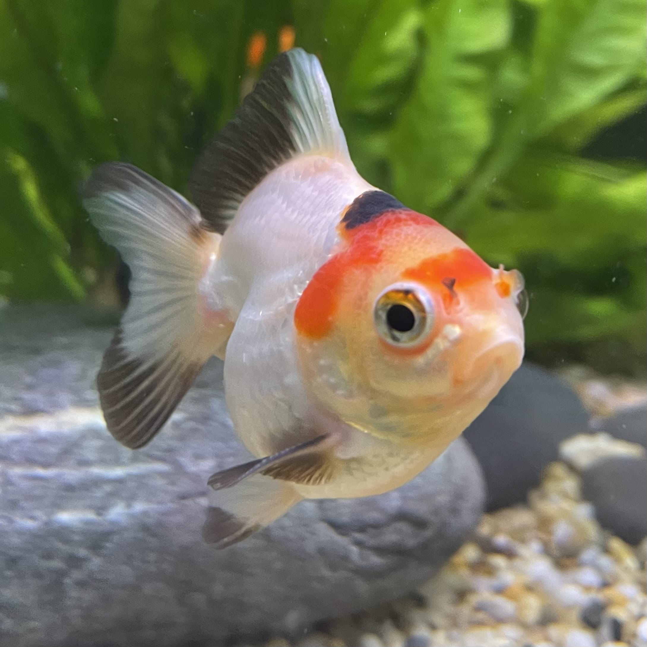 Ryukin Goldfish - one only - 2
