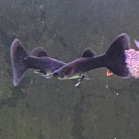the-fish-farm Guppy Black Moscow Guppy - Male 3-4cm Buy Male Black Moscow Guppy from The Fish Farm Australia
