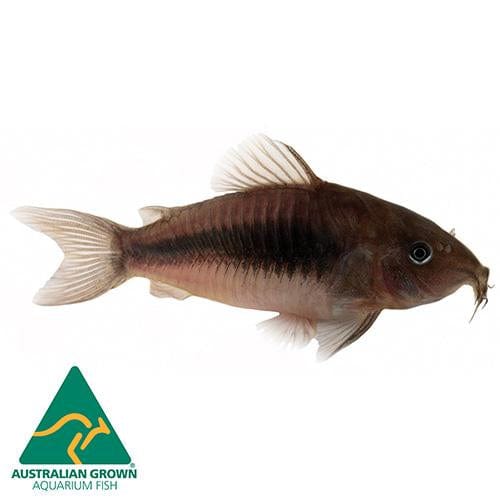 Corydora Bronze Catfish 3.5cm