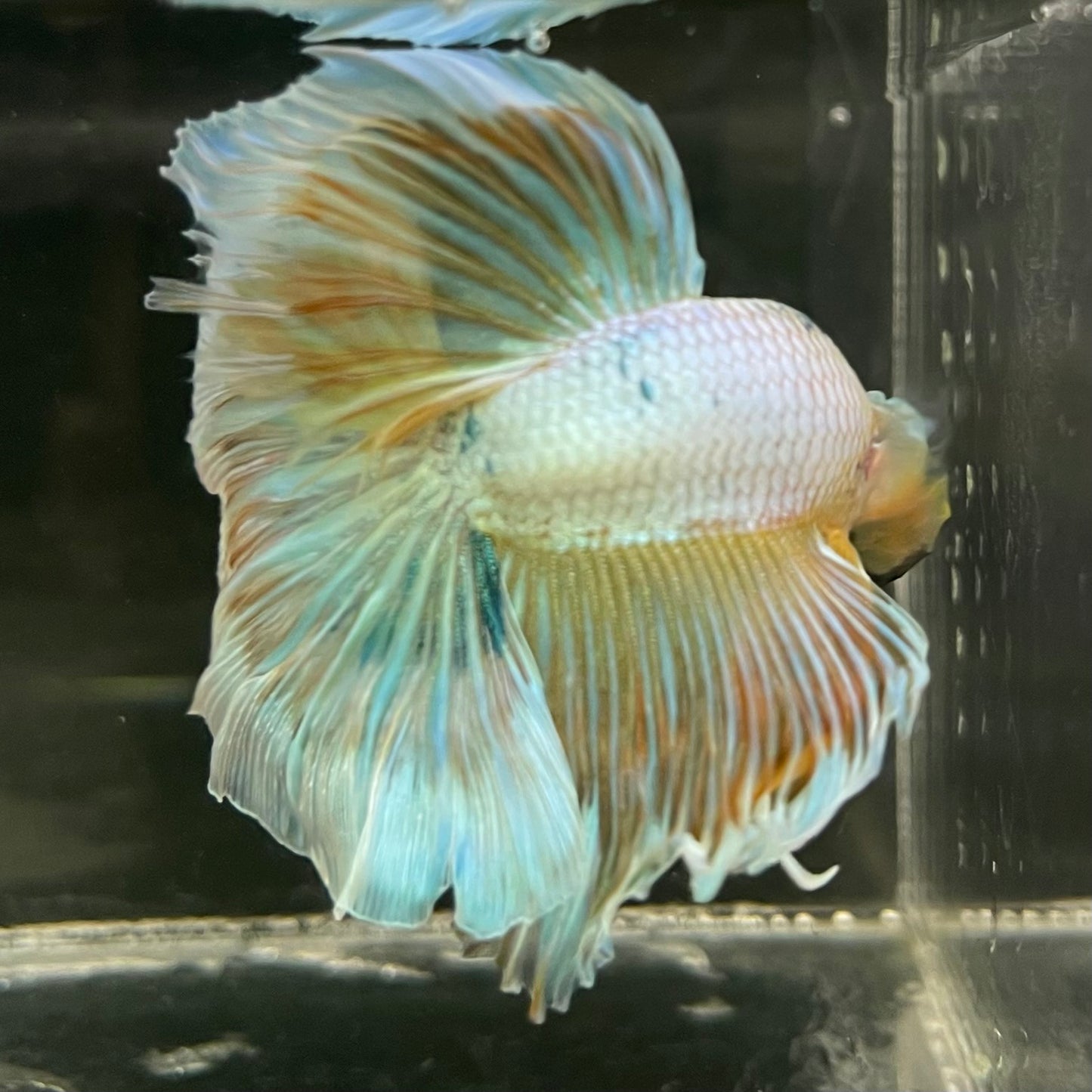 Male Betta - One Only - 14