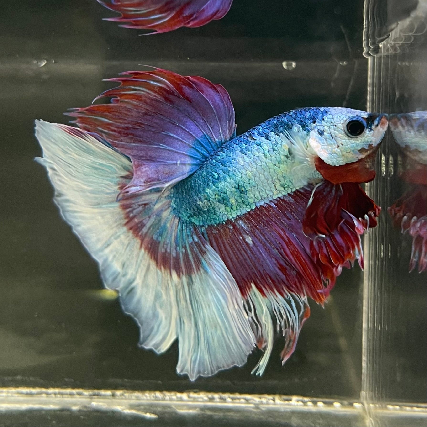 Male Betta - One Only - 13