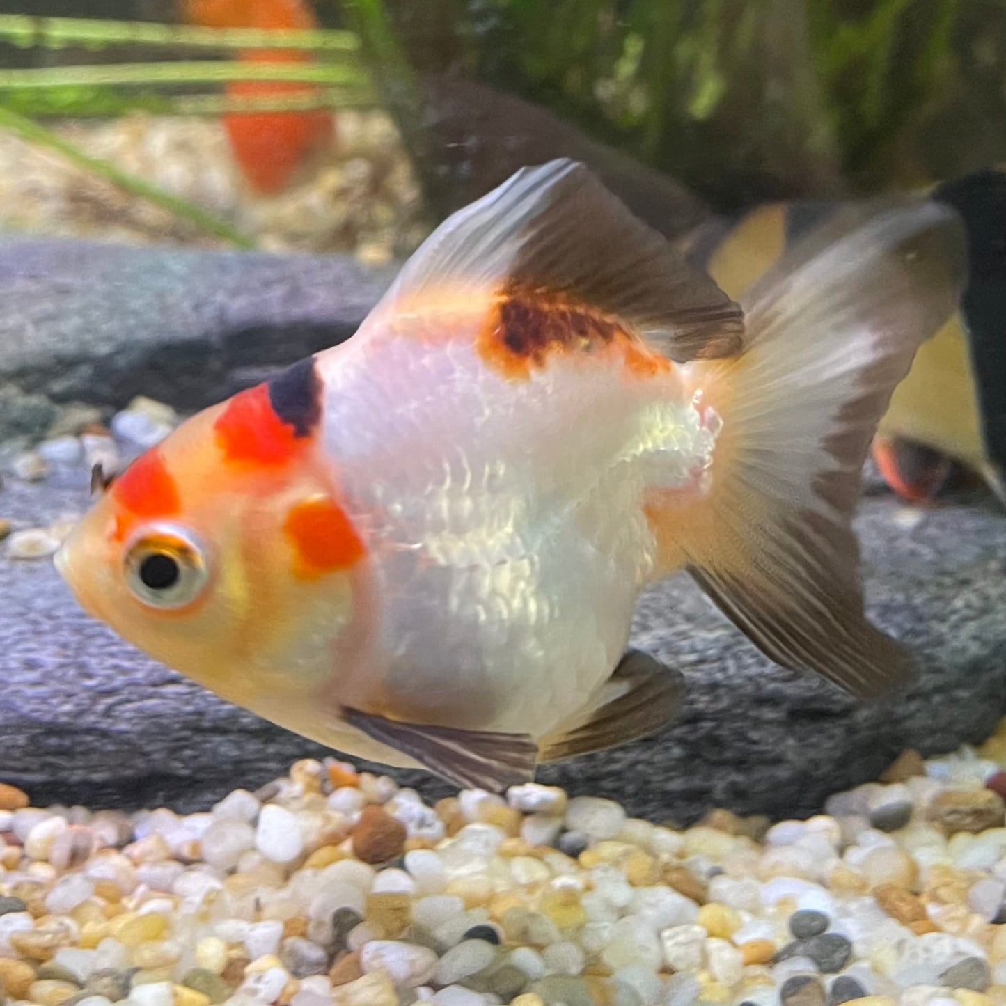 Ryukin Goldfish - one only - 2