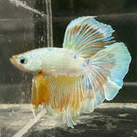 Male Betta - One Only - 14