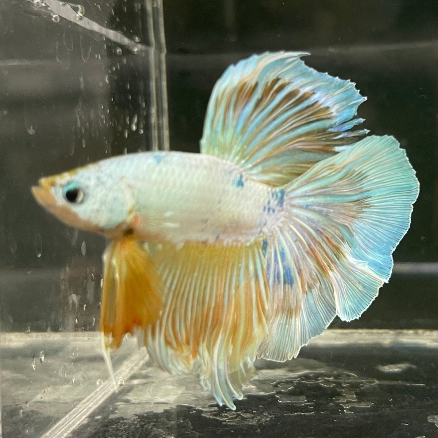 Male Betta - One Only - 14