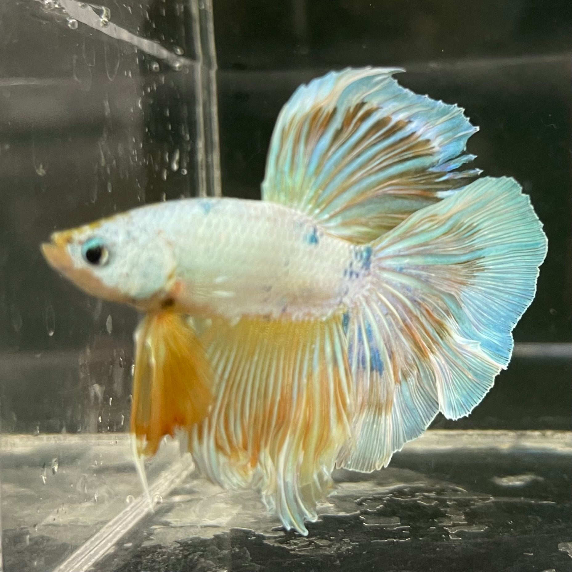 Male Betta - One Only - 14