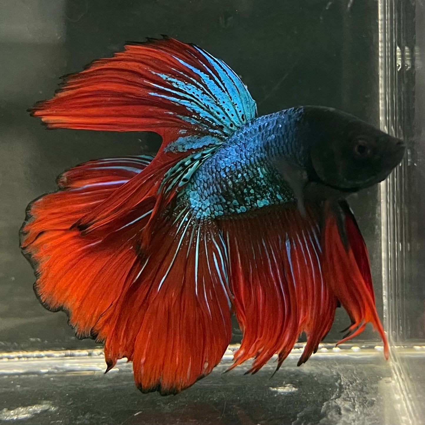 Male Betta - One Only - 17