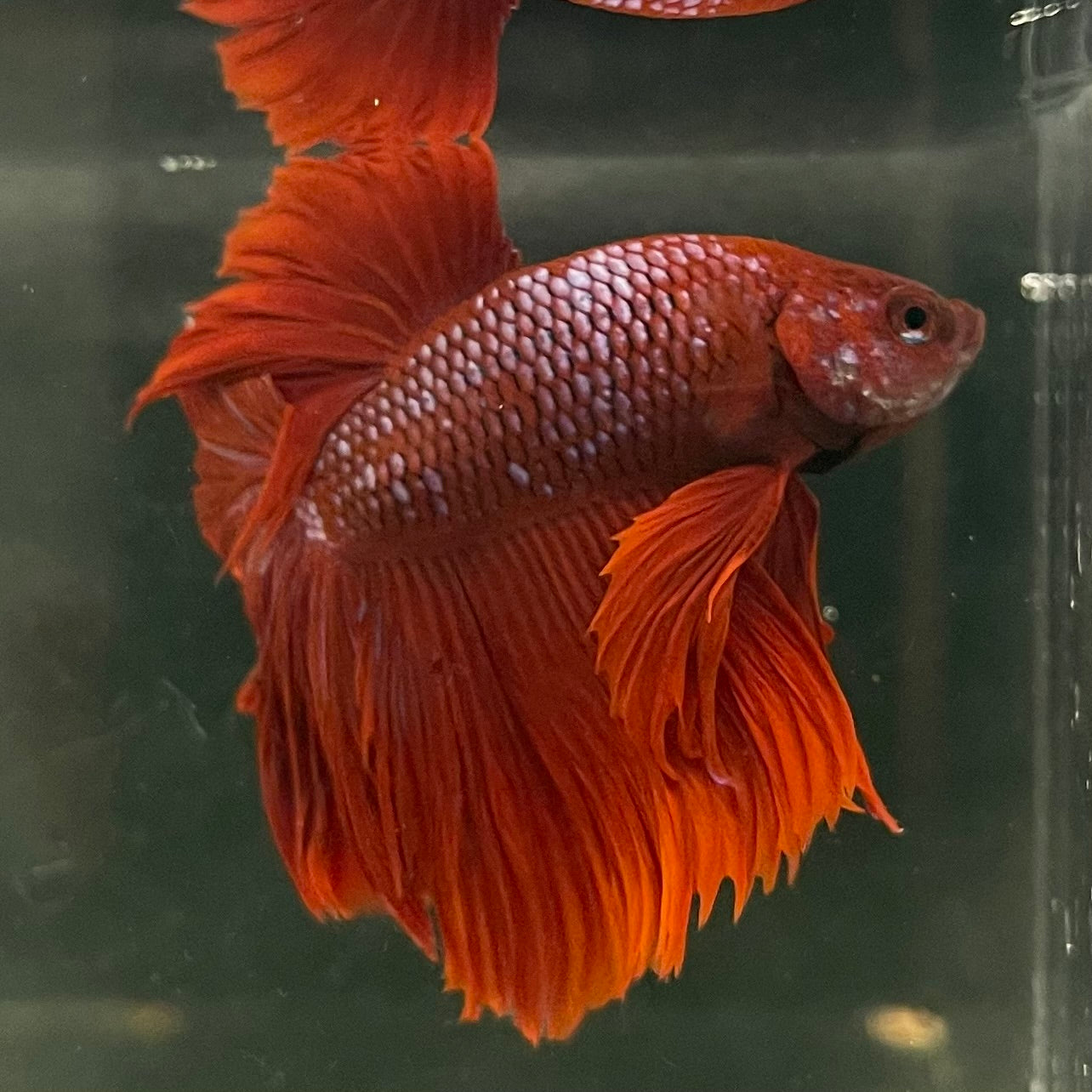 Male Betta - One Only - 1