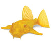 Albino Bristlenose Catfish