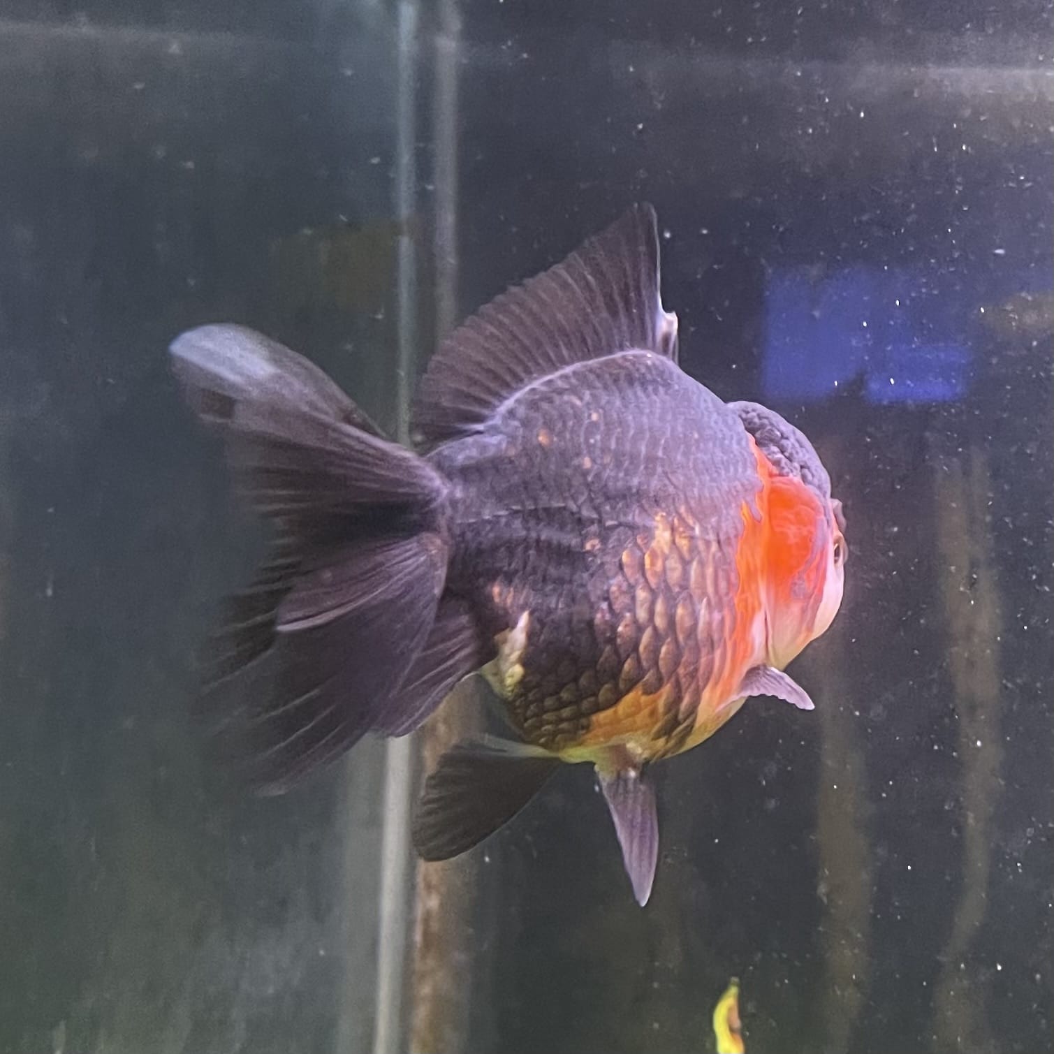 Oranda - Tri Colour One Only-2