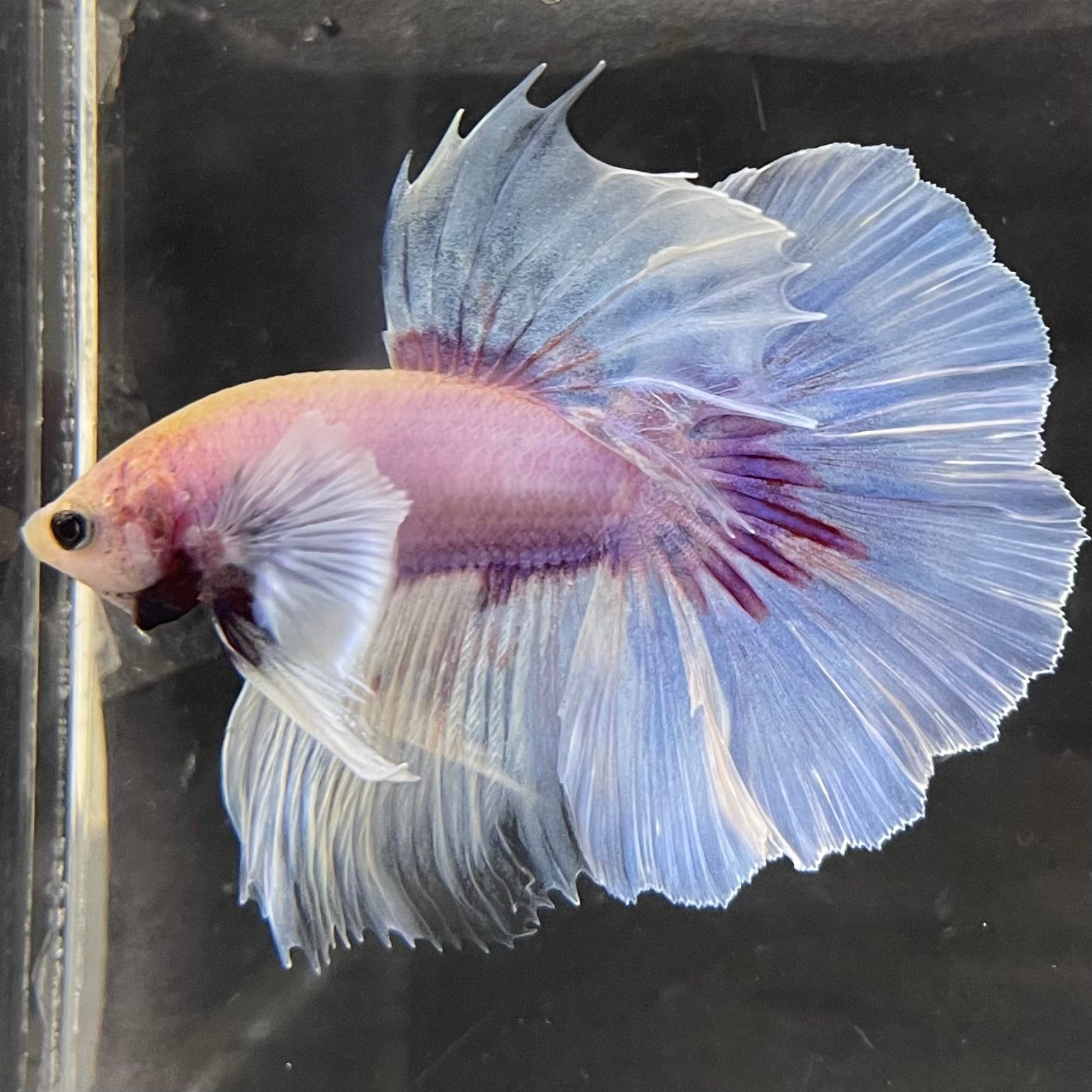 Male Betta - One Only - 6