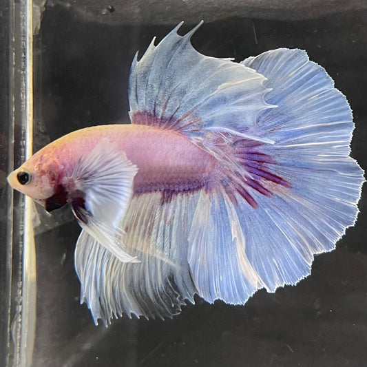 Male Betta - One Only - 6