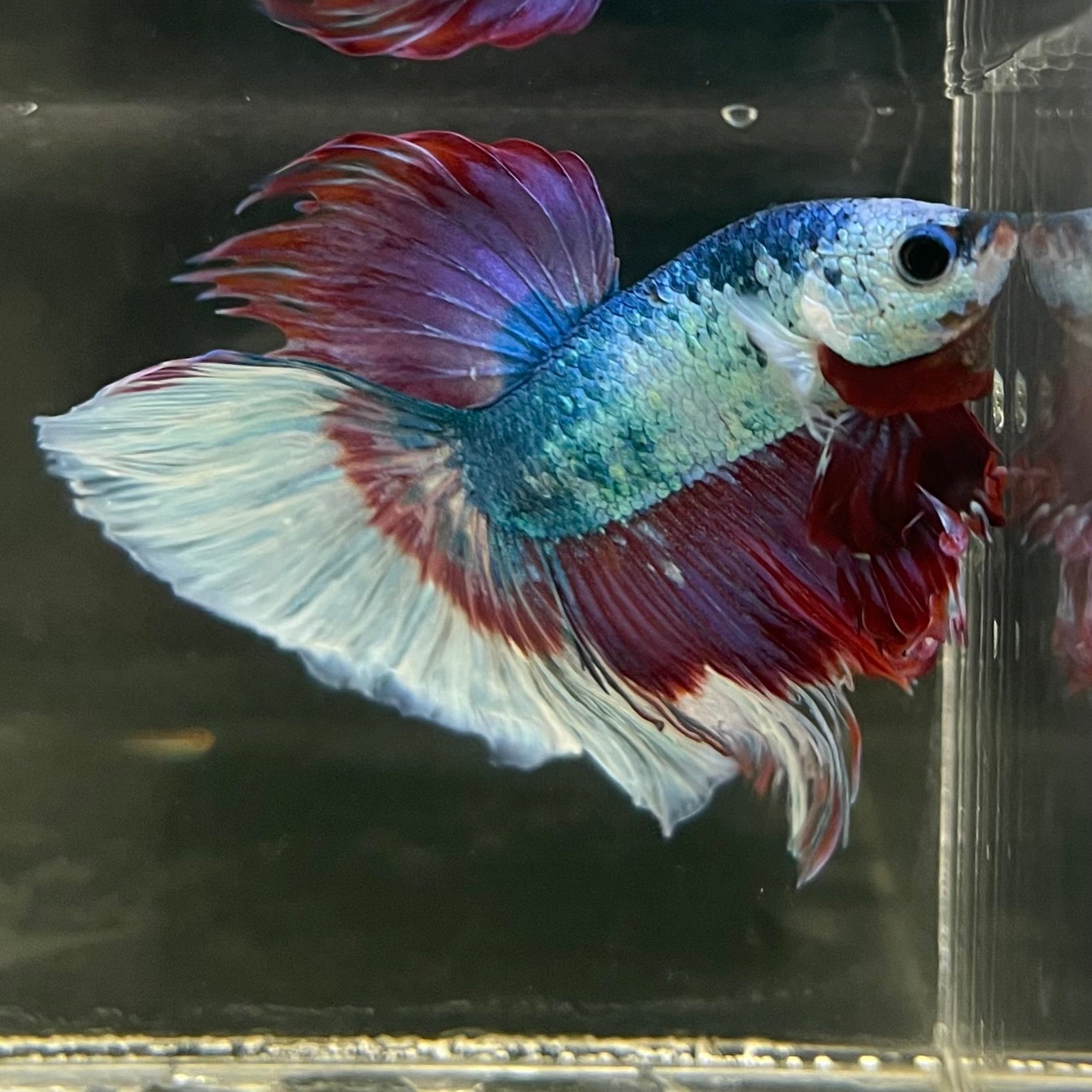 Male Betta - One Only - 13